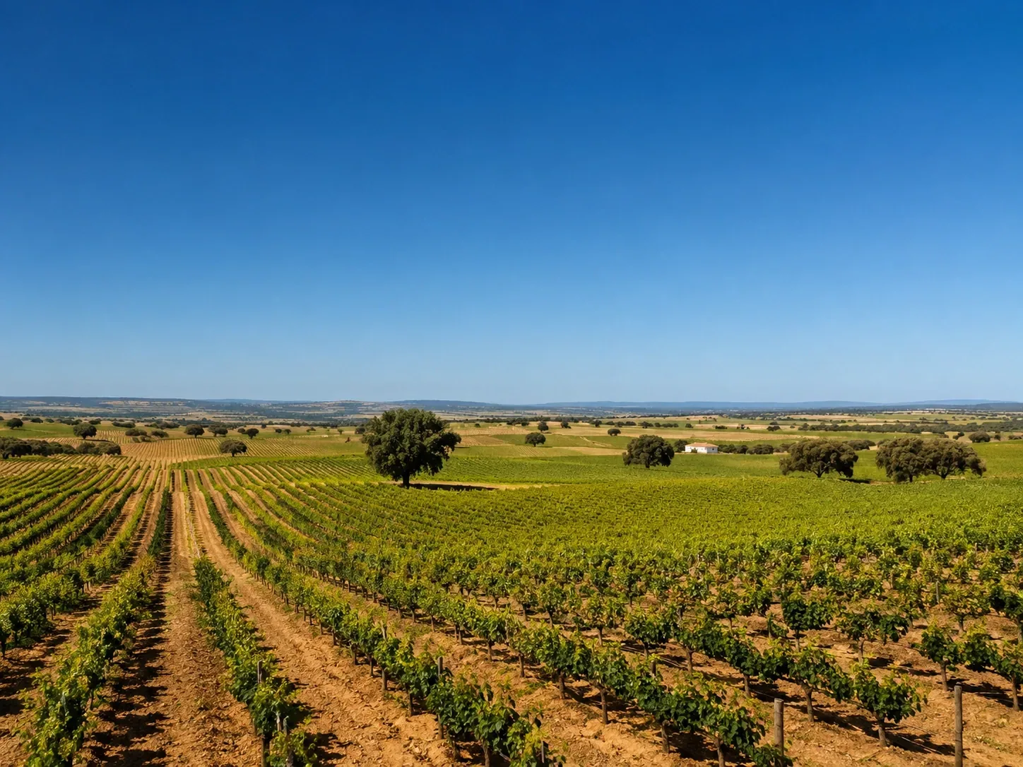 Alentejo vineyard rows and plains landscape — low flat vines and cork oaks stretching to the horizon under an open blue sky in Portugal's most expansive wine-growing region