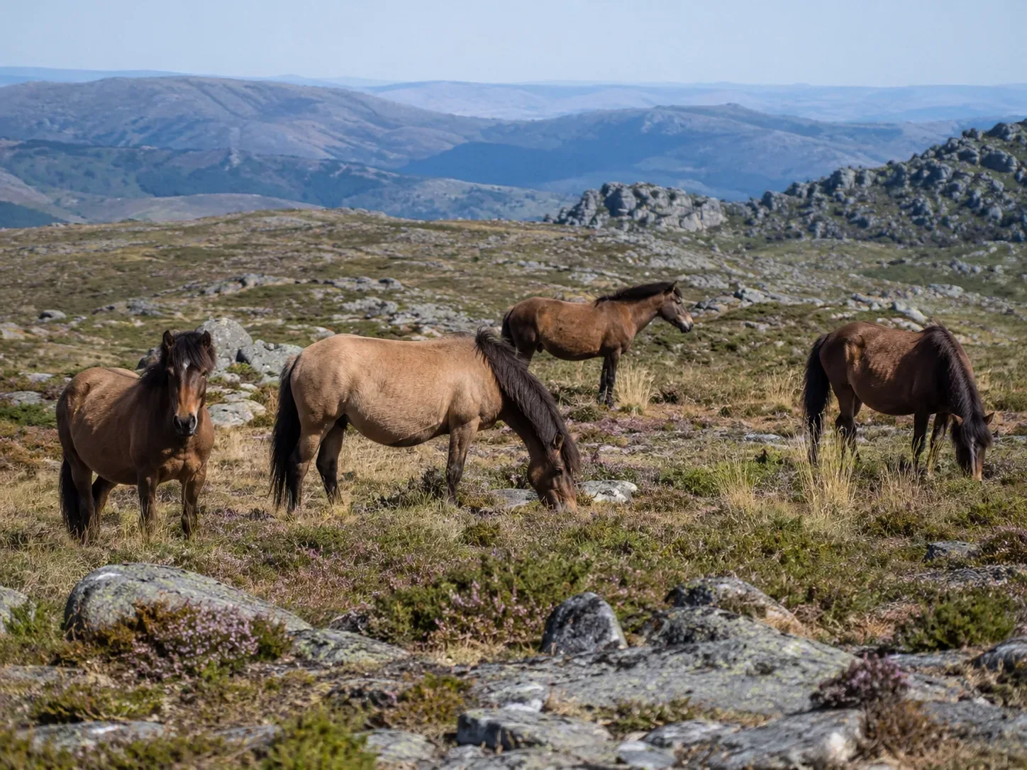 A group of wild Garrano ponies on the high moorland plateau of Peneda-Gerês National Park — the ancient native horse breed descended from prehistoric Iberian wild horses, small and stocky with dun or bay colouring, grazing freely among granite outcrops and heather on the open mountain plateau with no fencing or human intervention