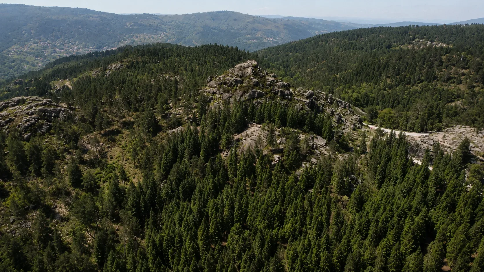 The ancient pedunculate oak forest interior of Peneda-Gerês National Park — gnarled old-growth oak trees with lichen-covered branches and dappled light filtering through the canopy onto a mossy forest floor, one of the last significant areas of Quercus robur natural forest in the Iberian Peninsula, home to wolves, wild boar, red deer and otter