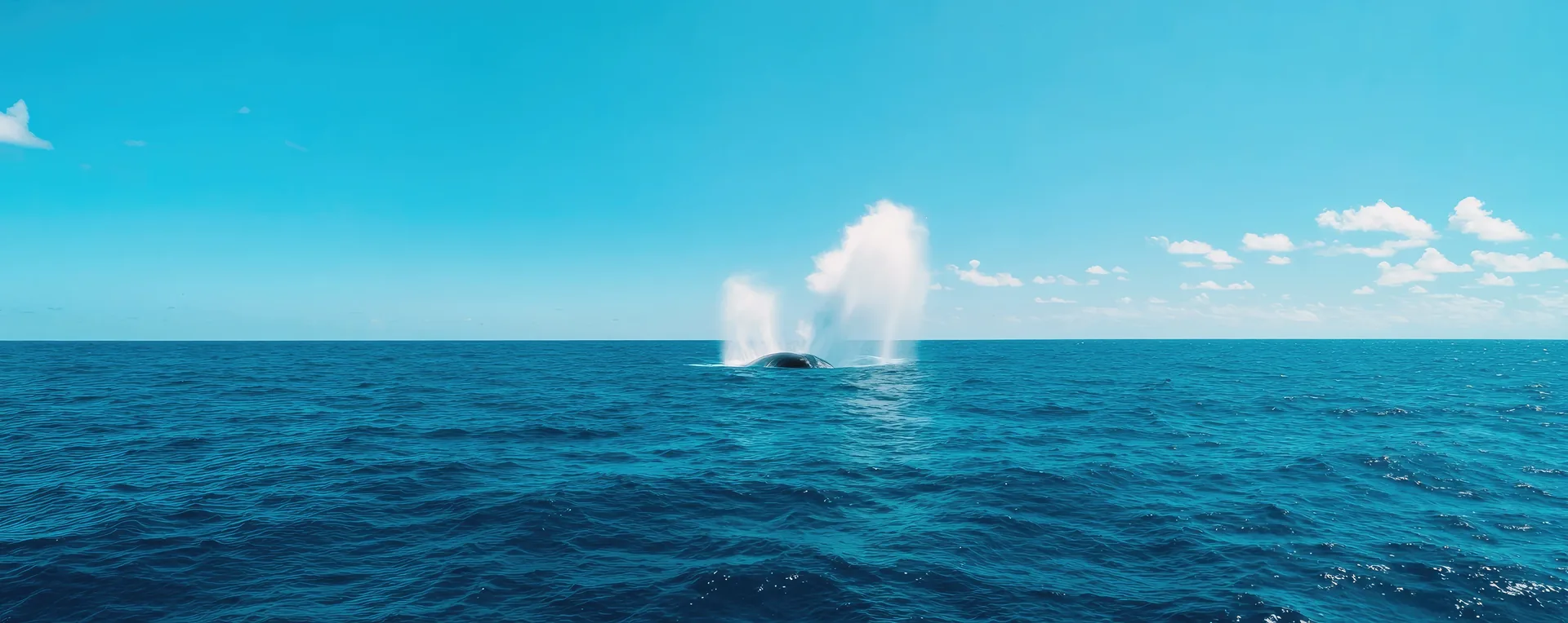 Whale watching Azores guide